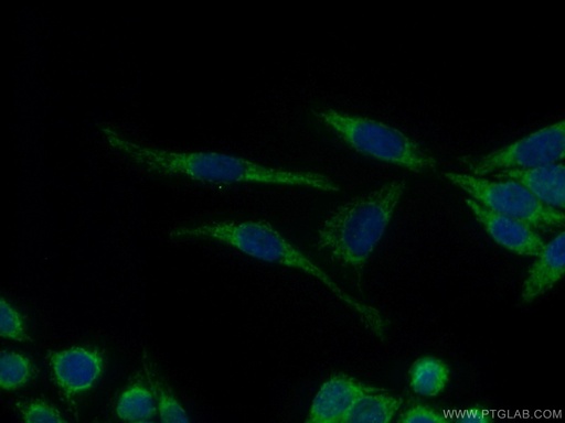 [10023-1-AP-20UL] JNK Polyclonal antibody