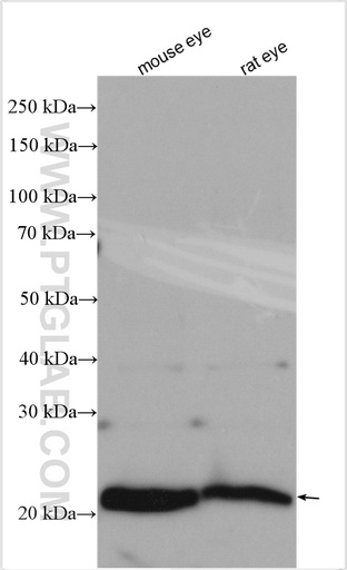 [10073-1-AP-150UL] Recoverin Polyclonal antibody