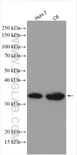 [10087-1-AP-150UL] Annexin IV Polyclonal antibody