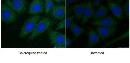 [10088-2-AP-150UL] ATG7 Polyclonal antibody
