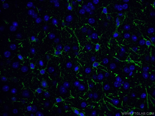 [10147-1-AP-20UL] tPA Polyclonal antibody