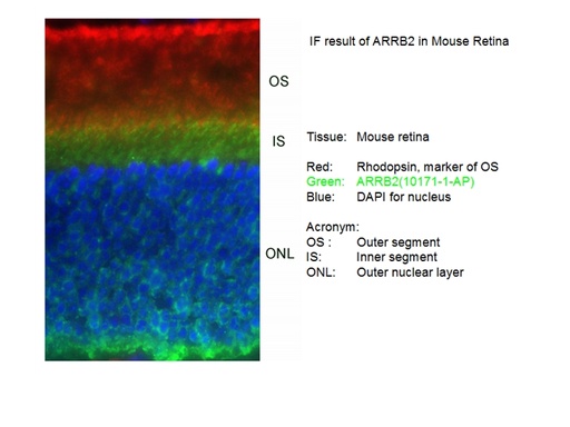 [10171-1-AP-150UL] Beta Arrestin 2 Polyclonal antibody