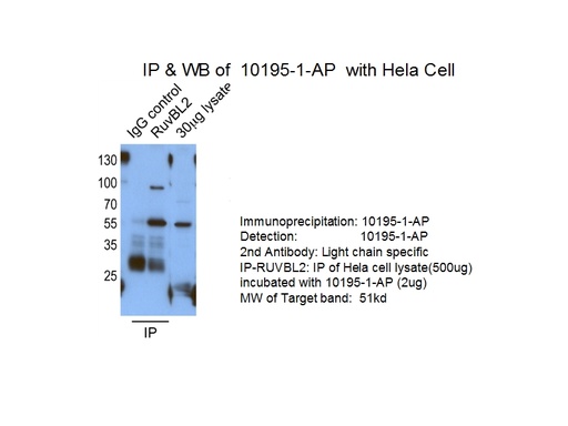 [10195-1-AP-20UL] RUVBL2 Polyclonal antibody