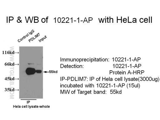 [10221-1-AP-20UL] PDLIM7 Polyclonal antibody