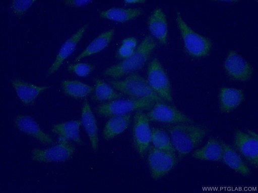 [10238-1-AP-20UL] PLEKHA1 Polyclonal antibody