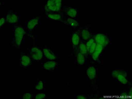 [10241-2-AP-20UL] CBX1 Polyclonal antibody