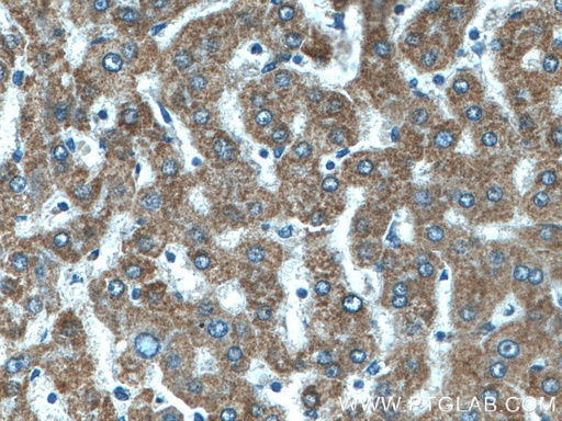 [10242-1-AP-20UL] CYC1 Polyclonal antibody