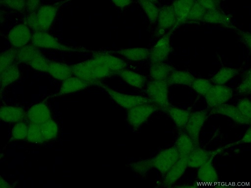[10262-1-AP-20UL] PPP4C Polyclonal antibody