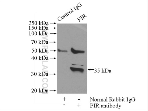 [10263-1-AP-20UL] PIR Polyclonal antibody