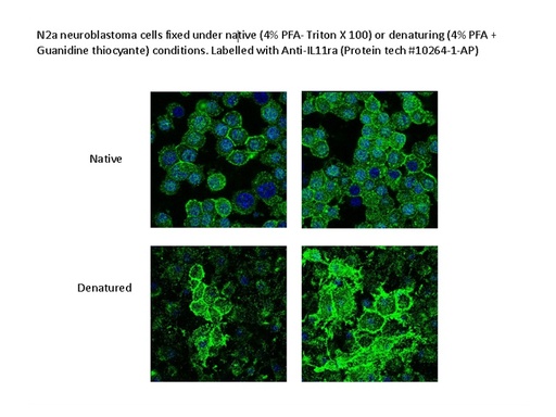 [10264-1-AP-20UL] IL-11RA Polyclonal antibody