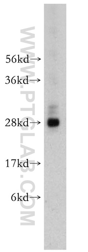 [10446-1-AP-20UL] NGFRAP1 Polyclonal antibody