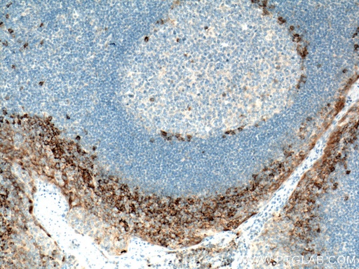 [10593-1-AP-150UL] CD138/Syndecan-1 Polyclonal antibody