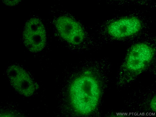 [10597-1-AP-20UL] HEY2 Polyclonal antibody