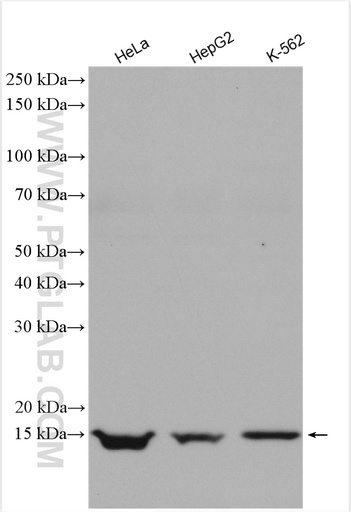 [10625-1-AP-150UL] GEMIN7 Polyclonal antibody