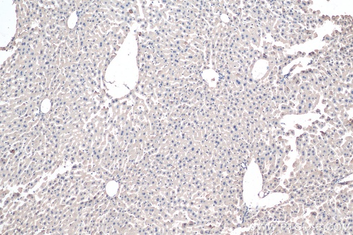 [10633-1-AP-150UL] Aminomethyltransferase Polyclonal antibody