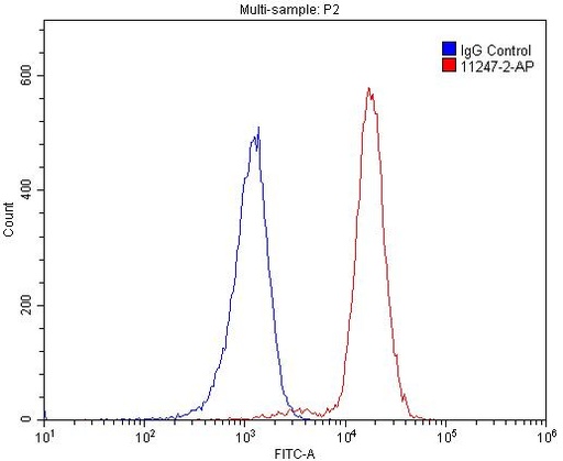 [11247-2-AP-20UL] MUM1/IRF4 Polyclonal antibody