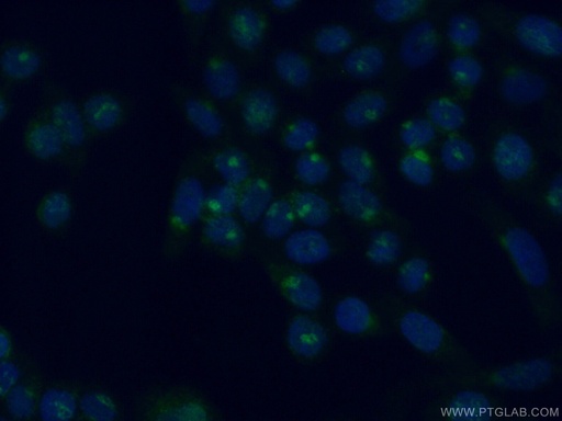 [11249-1-AP-20UL] SCYL3 Polyclonal antibody