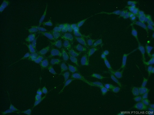 [11262-2-AP-20UL] ATG3 Polyclonal antibody