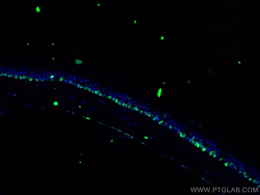 [11263-1-AP-20UL] OCT4 Polyclonal antibody