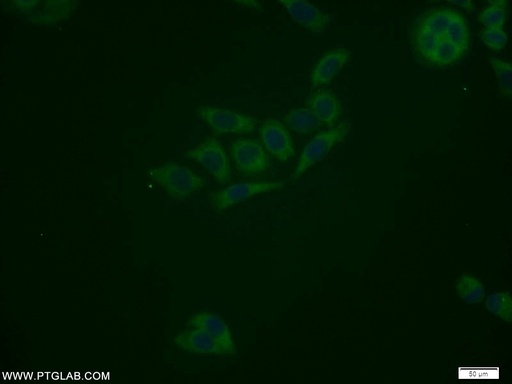 [11264-1-AP-150UL] ATG12 Polyclonal antibody