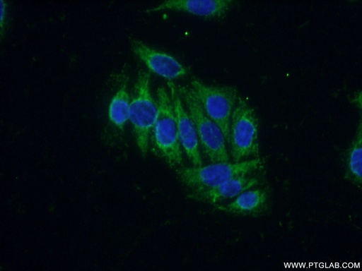 [11275-1-AP-150UL] CREB3 Polyclonal antibody