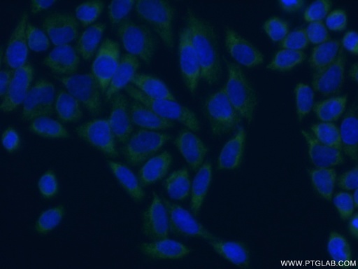 [11281-1-AP-150UL] EIF4G3 Polyclonal antibody