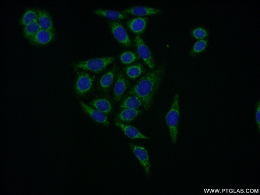 [11296-2-AP-150UL] EIF2B3 Polyclonal antibody