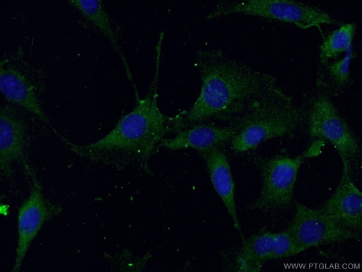 [11306-1-AP-150UL] Beclin 1 Polyclonal antibody