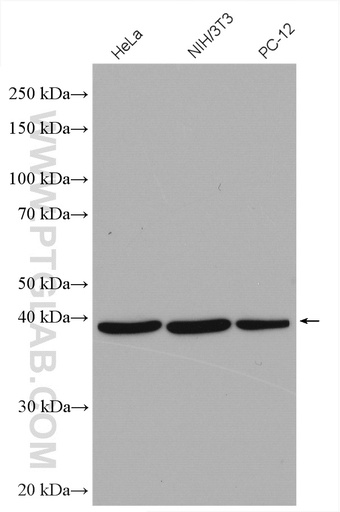 [11310-1-AP-150UL] EIF3H Polyclonal antibody