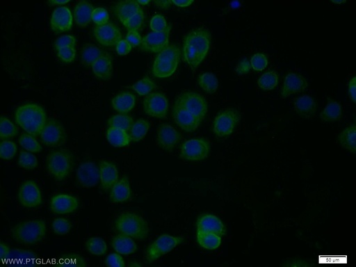 [11396-1-AP-20UL] RPH3A Polyclonal antibody