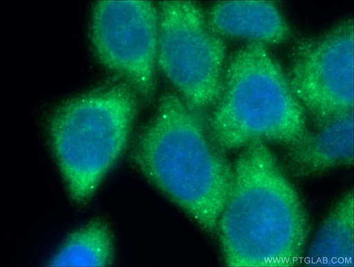 [11402-1-AP-20UL] EEF1A1 Polyclonal antibody