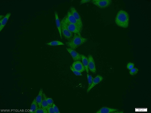 [11412-1-AP-20UL] PSMD12 Polyclonal antibody