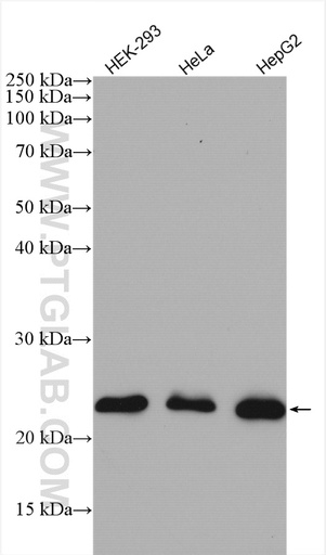 [11420-1-AP-20UL] RAB9A Polyclonal antibody