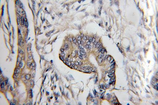 [11429-2-AP-150UL] COX6C Polyclonal antibody