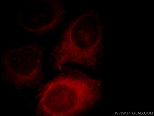 [11441-1-AP-20UL] COX15 Polyclonal antibody