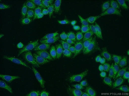 [11448-1-AP-150UL] COX5A Polyclonal antibody