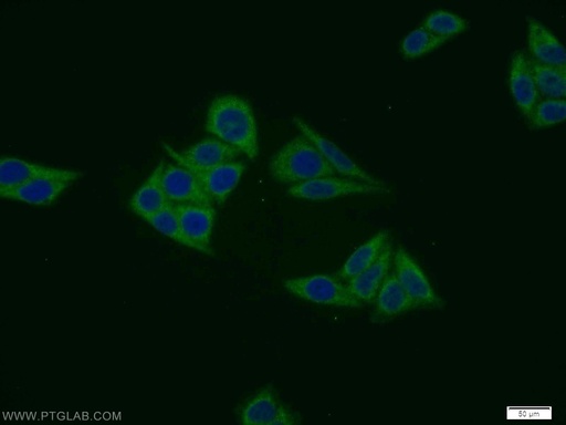 [11452-1-AP-20UL] MIER1 Polyclonal antibody
