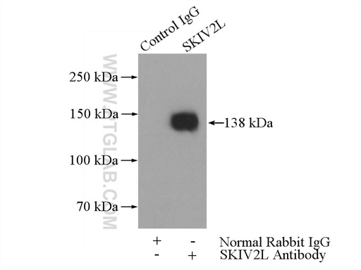 [11462-1-AP-20UL] SKIV2L Polyclonal antibody