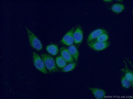 [11464-1-AP-20UL] COX17 Polyclonal antibody