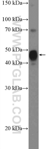 [11467-1-AP-150UL] SPDEF Polyclonal antibody