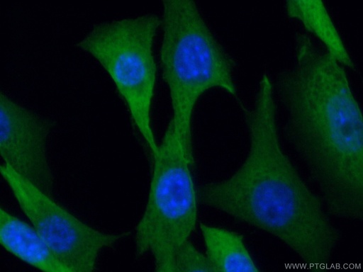 [11475-1-AP-150UL] MTAP Polyclonal antibody