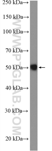 [11480-1-AP-20UL] STAC Polyclonal antibody