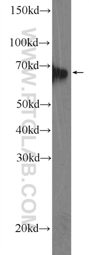 [11482-1-AP-150UL] EIF3L Polyclonal antibody