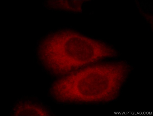 [11483-1-AP-150UL] GPSM1 Polyclonal antibody