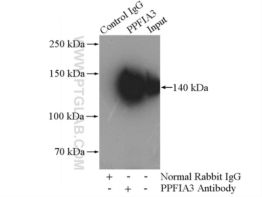 [11492-1-AP-20UL] PPFIA3 Polyclonal antibody