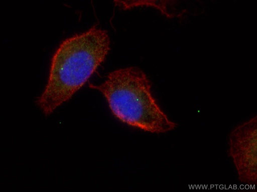 [11531-1-AP-150UL] FBF1 Polyclonal antibody
