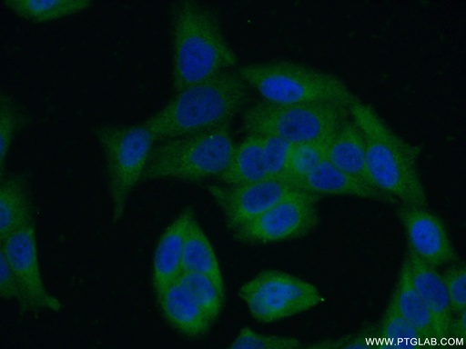 [11537-1-AP-20UL] LRRC8D Polyclonal antibody