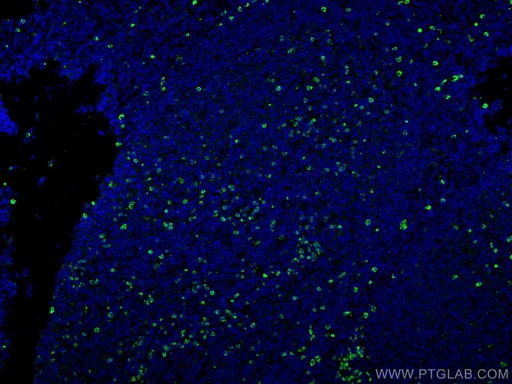 [11541-1-AP-20UL] IgG Lambda Light Chain Polyclonal antibody