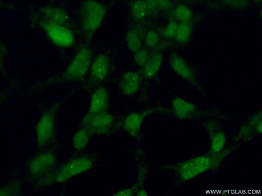[11560-1-AP-150UL] ING2 Polyclonal antibody