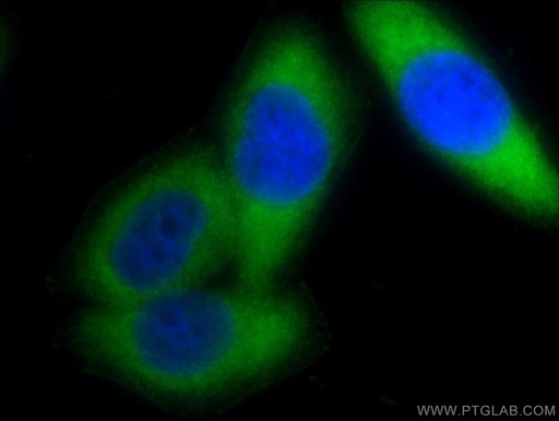 [11573-1-AP-20UL] PSMA6 Polyclonal antibody
